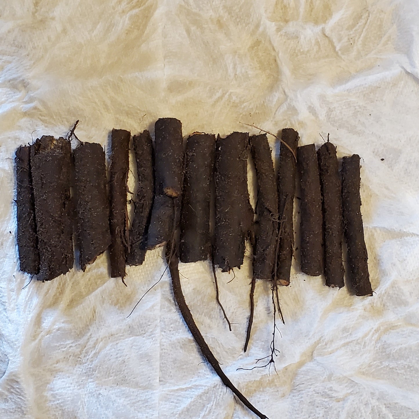 Comfrey Root Cuttings Russian Bocking 14 (Symphytum × uplandicum) 5 cuttings per order