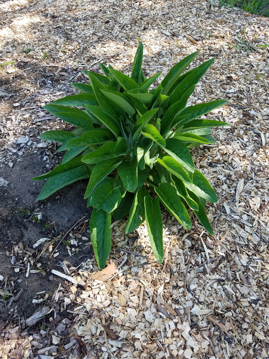 Comfrey Root Cuttings Russian Bocking 14 (Symphytum × uplandicum) 5 cuttings per order FREE SHIPPING